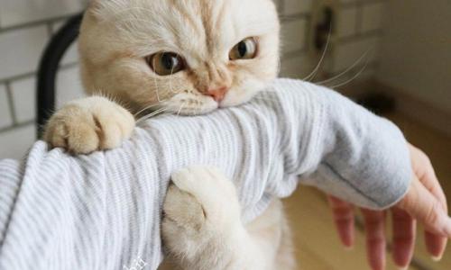 Этот кроха отважнее льва: котенок, который спасает руку хозяина от опасности